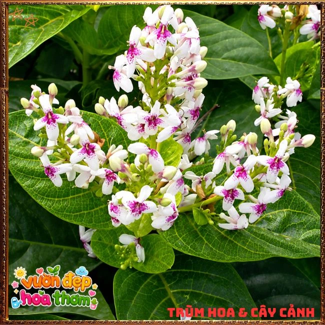 Chậu Hoa Hoàn Ngọc Nở Rất Lâu Tàn Đẹp Tuyệt - Ảnh 14