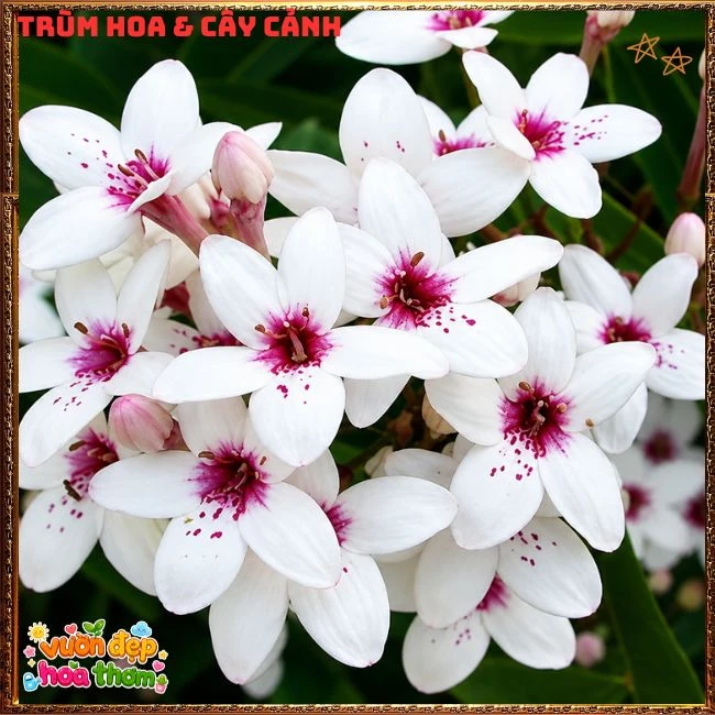 Chậu Hoa Hoàn Ngọc Nở Rất Lâu Tàn Đẹp Tuyệt