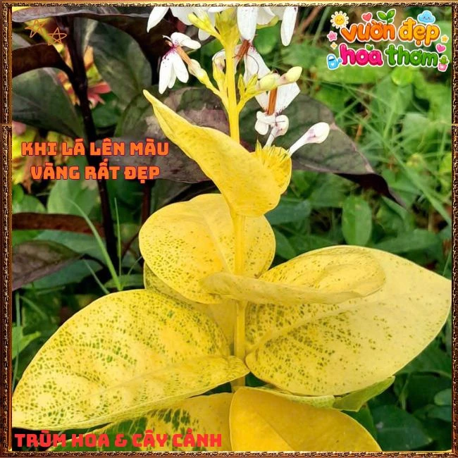 Chậu Hoa Hoàn Ngọc Nở Rất Lâu Tàn Đẹp Tuyệt - Ảnh 17