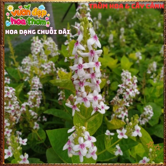 Chậu Hoa Hoàn Ngọc Nở Rất Lâu Tàn Đẹp Tuyệt - Ảnh 18