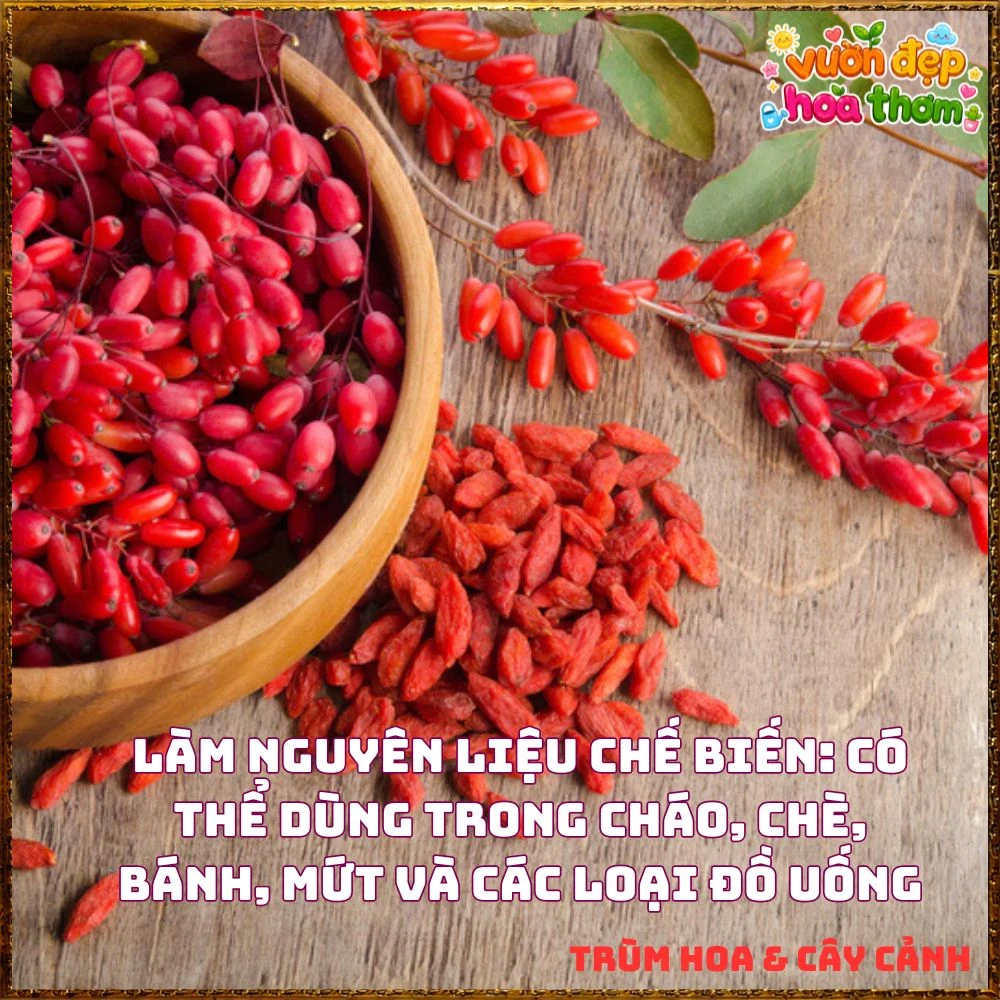 Cây Kỷ Tử Hàn Quốc Loại Trái Quanh Năm Qủa Đỏ Ăn Ngon - Ảnh 4