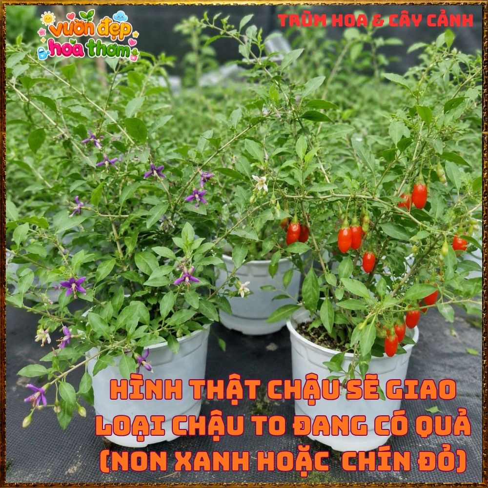 Cây Kỷ Tử Hàn Quốc Loại Trái Quanh Năm Qủa Đỏ Ăn Ngon - Ảnh 8