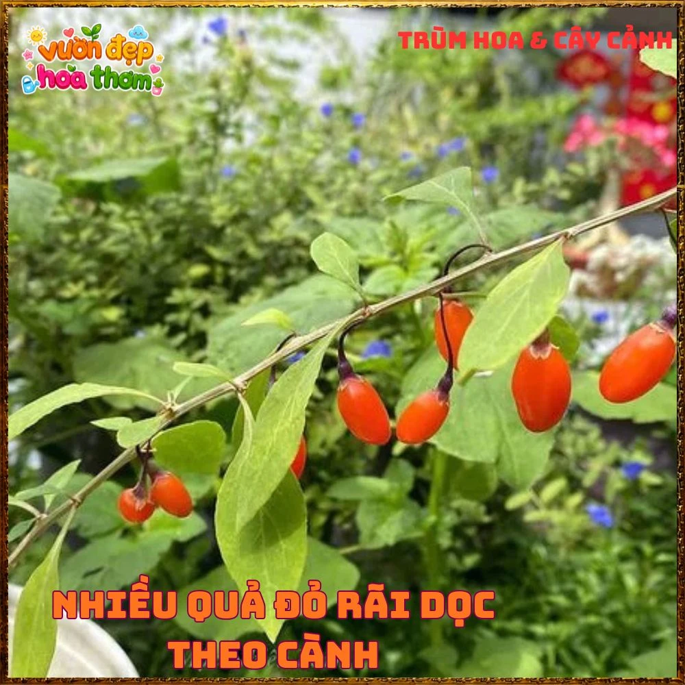 Cây Kỷ Tử Hàn Quốc Loại Trái Quanh Năm Qủa Đỏ Ăn Ngon - Ảnh 9