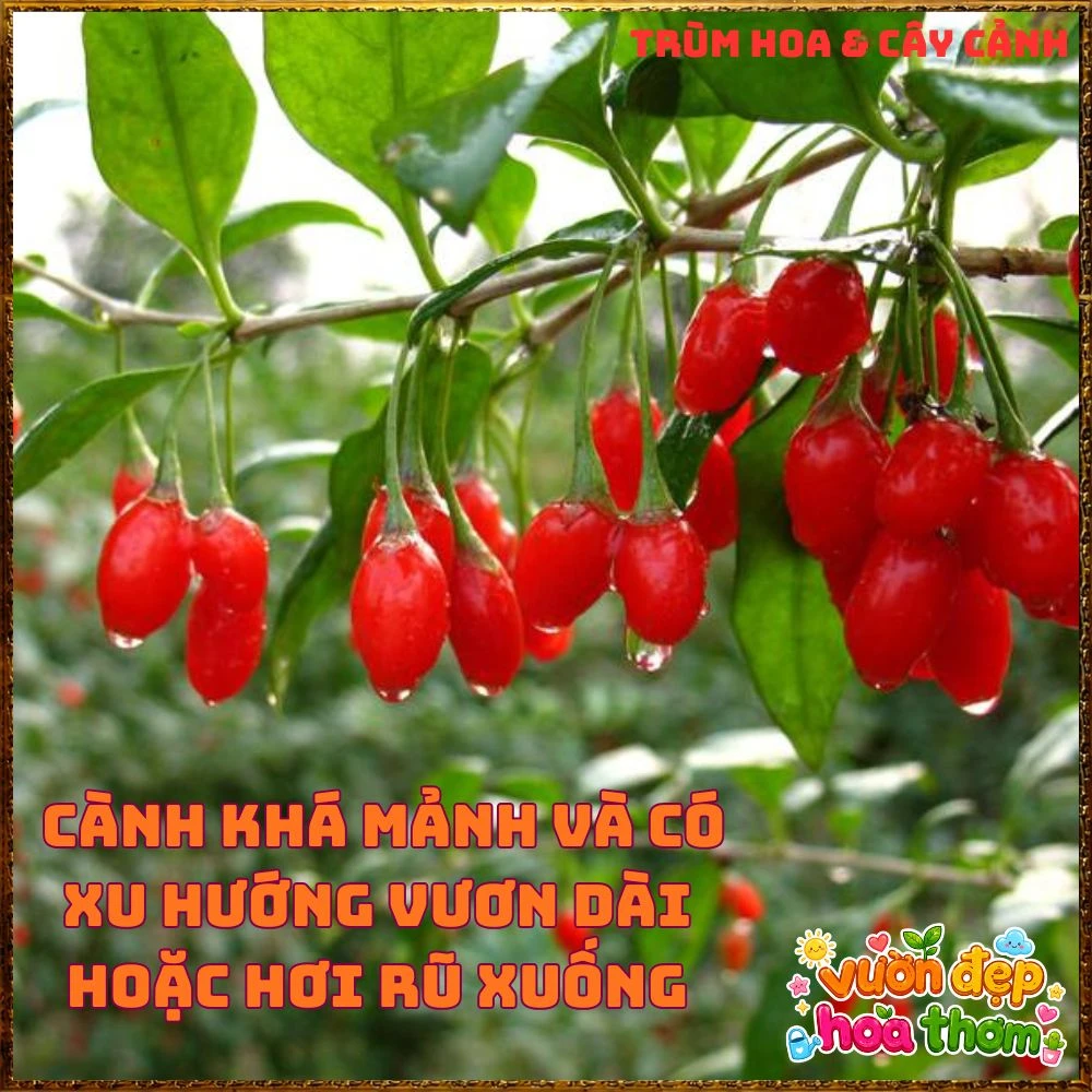 Cây Kỷ Tử Hàn Quốc Loại Trái Quanh Năm Qủa Đỏ Ăn Ngon - Ảnh 10