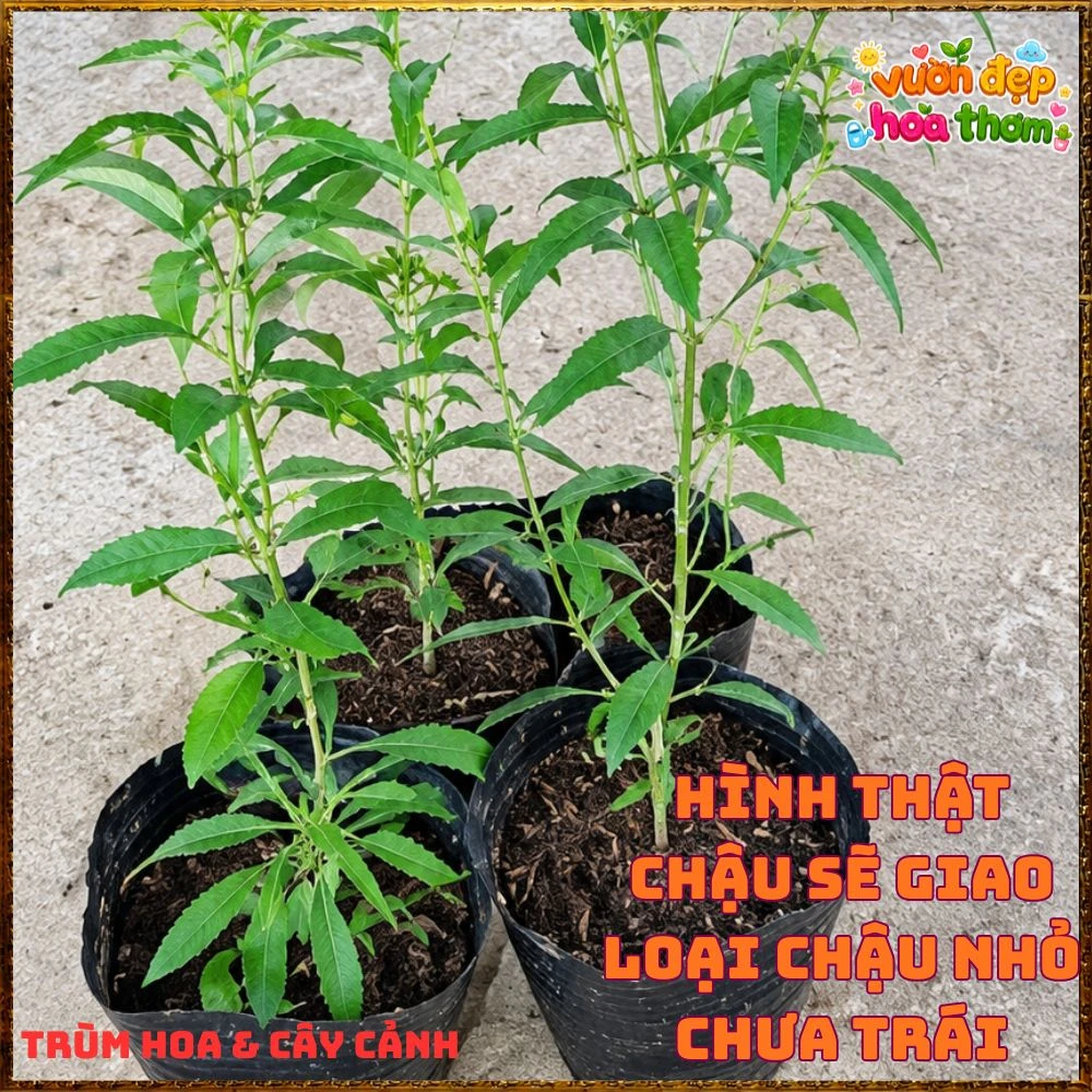 Cây Kỷ Tử Hàn Quốc Loại Trái Quanh Năm Qủa Đỏ Ăn Ngon - Ảnh 12