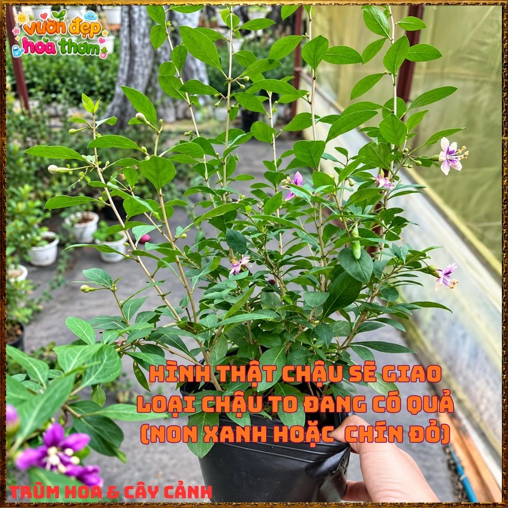 Cây Kỷ Tử Hàn Quốc Loại Trái Quanh Năm Qủa Đỏ Ăn Ngon - Ảnh 14