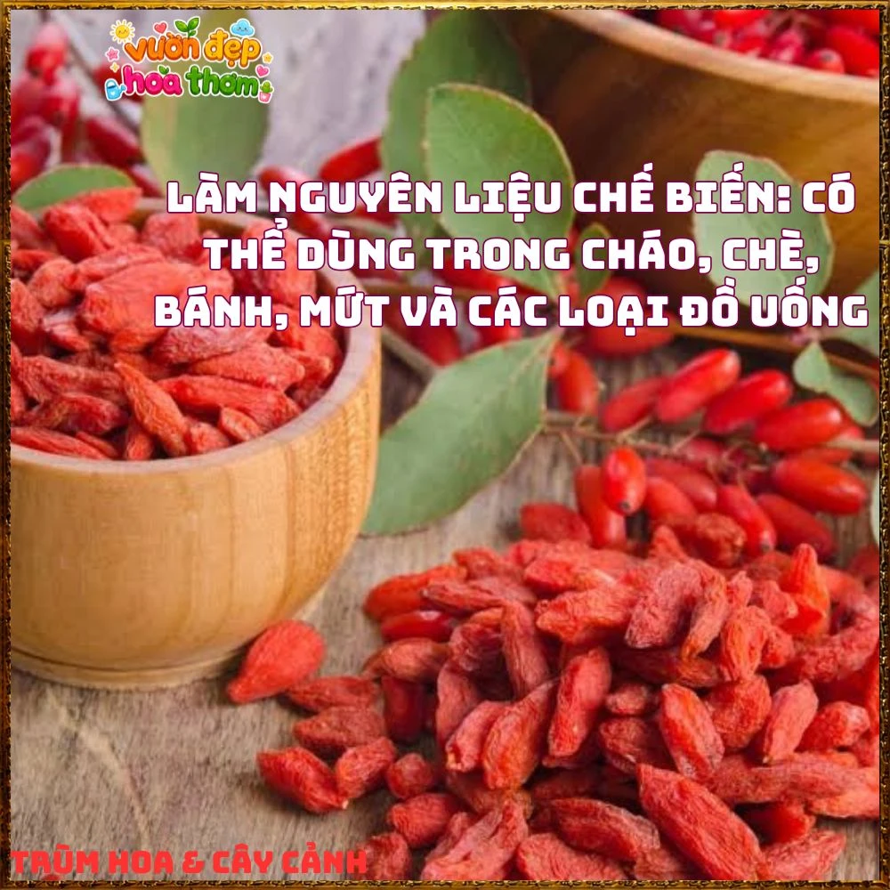 Cây Kỷ Tử Hàn Quốc Loại Trái Quanh Năm Qủa Đỏ Ăn Ngon - Ảnh 15