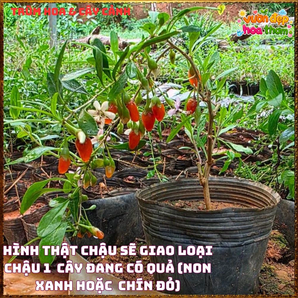 Cây Kỷ Tử Hàn Quốc Loại Trái Quanh Năm Qủa Đỏ Ăn Ngon - Ảnh 16