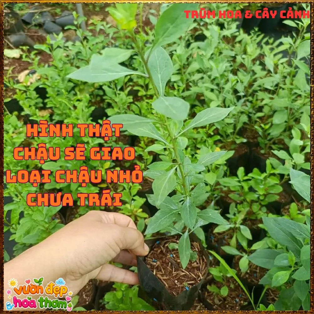 Cây Kỷ Tử Hàn Quốc Loại Trái Quanh Năm Qủa Đỏ Ăn Ngon - Ảnh 17