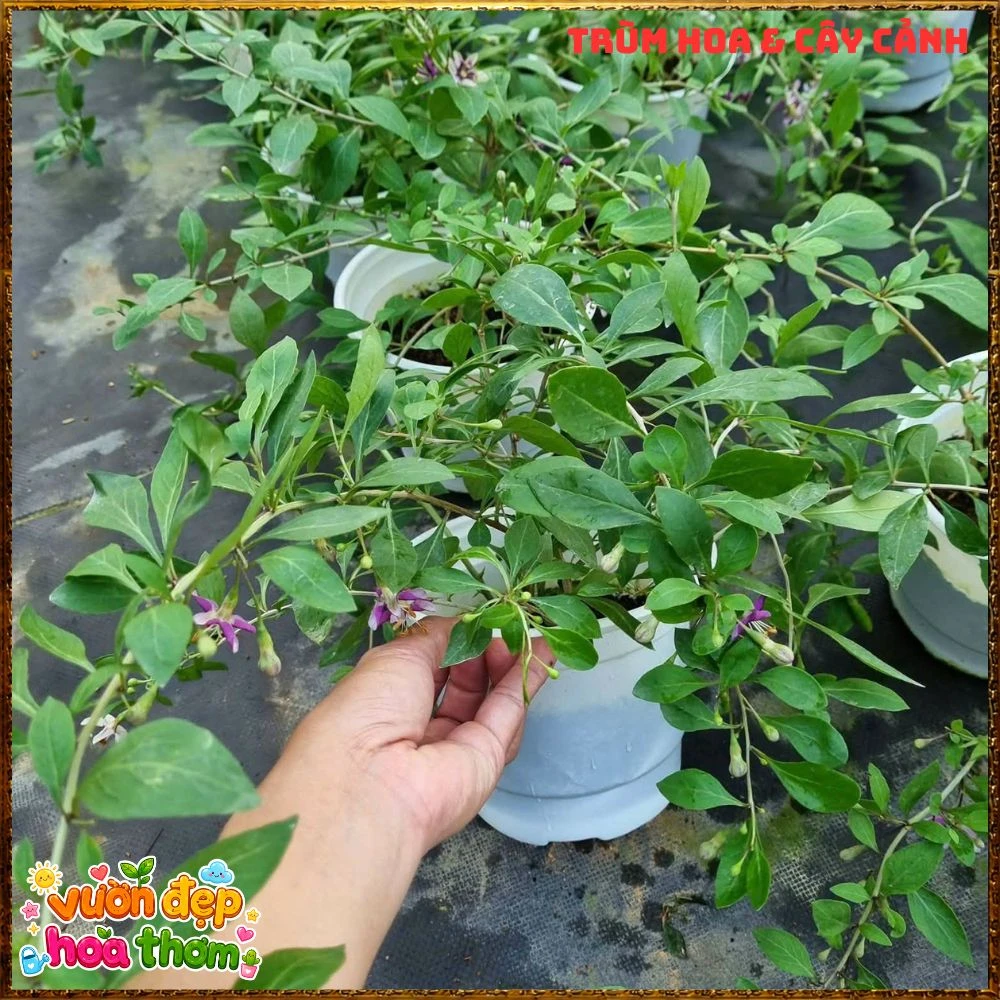 Cây Kỷ Tử Hàn Quốc Loại Trái Quanh Năm Qủa Đỏ Ăn Ngon - Ảnh 18