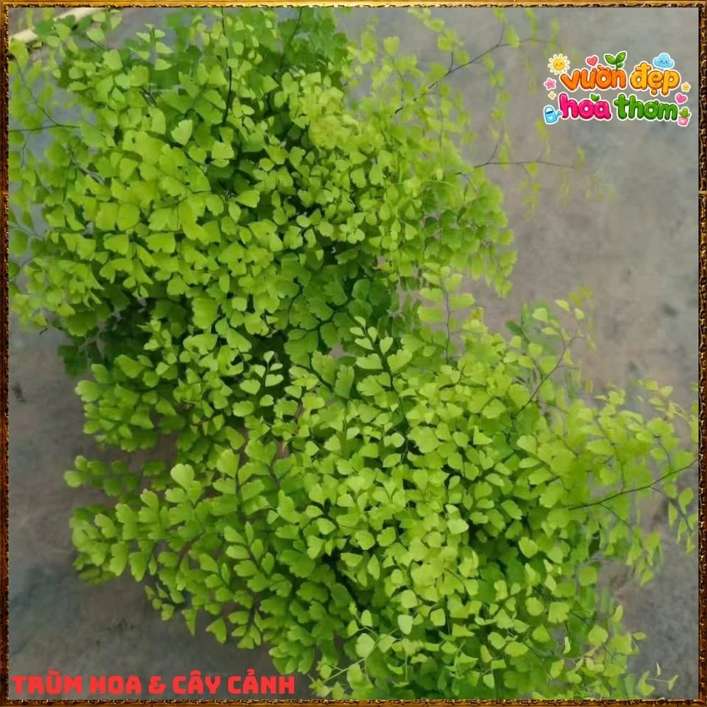 Cây Dương Xỉ Tóc Thần Vệ Nữ Mềm Mại - Ảnh 2