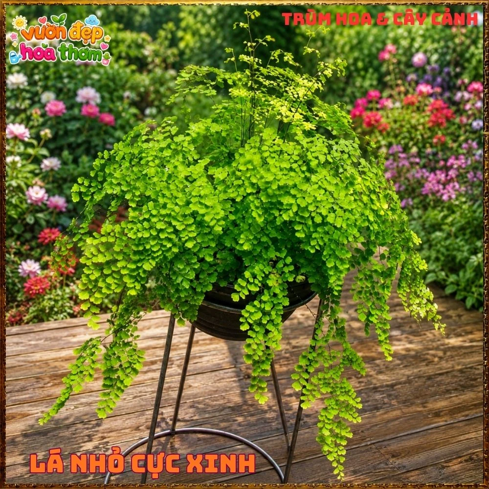 Cây Dương Xỉ Tóc Thần Vệ Nữ Mềm Mại - Ảnh 3