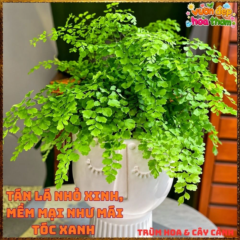 Cây Dương Xỉ Tóc Thần Vệ Nữ Mềm Mại - Ảnh 4