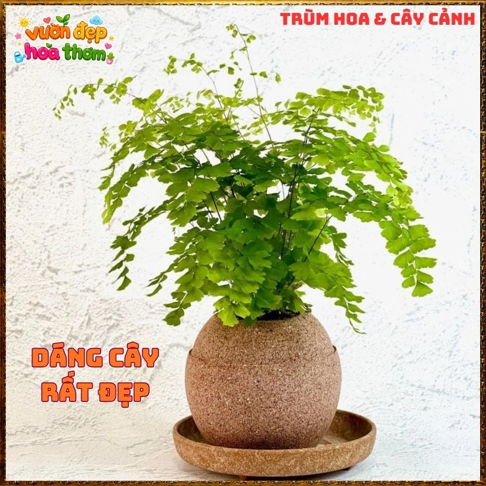 Cây Dương Xỉ Tóc Thần Vệ Nữ Mềm Mại - Ảnh 5