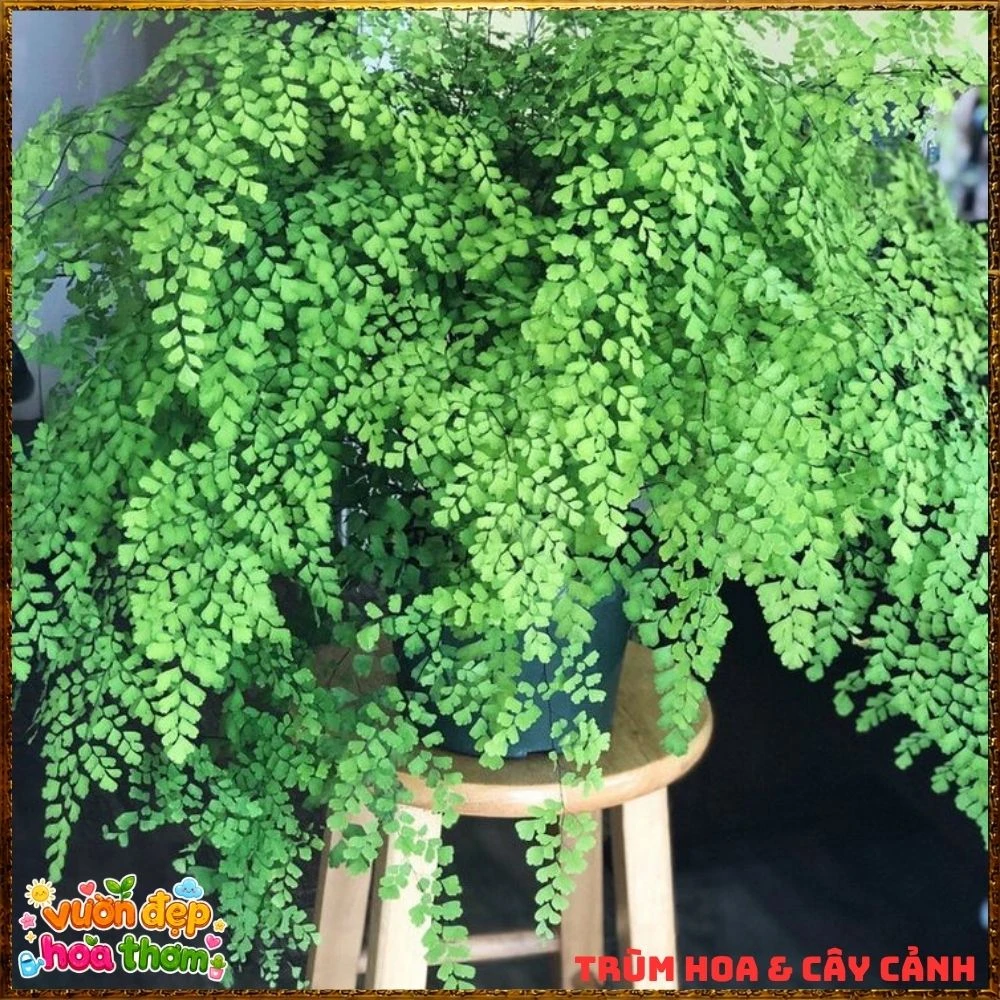 Cây Dương Xỉ Tóc Thần Vệ Nữ Mềm Mại - Ảnh 8
