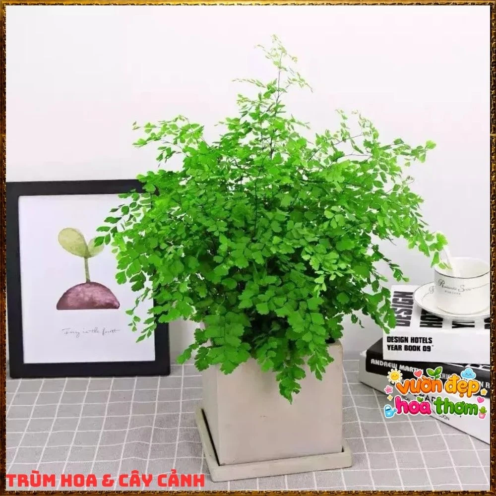 Cây Dương Xỉ Tóc Thần Vệ Nữ Mềm Mại - Ảnh 11