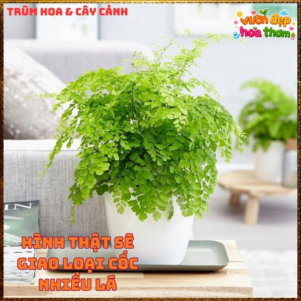 Cây Dương Xỉ Tóc Thần Vệ Nữ Mềm Mại - Ảnh 13