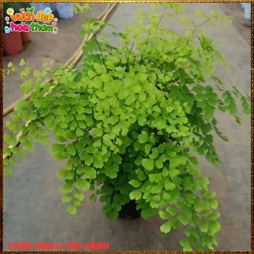Cây Dương Xỉ Tóc Thần Vệ Nữ Mềm Mại - Ảnh 14