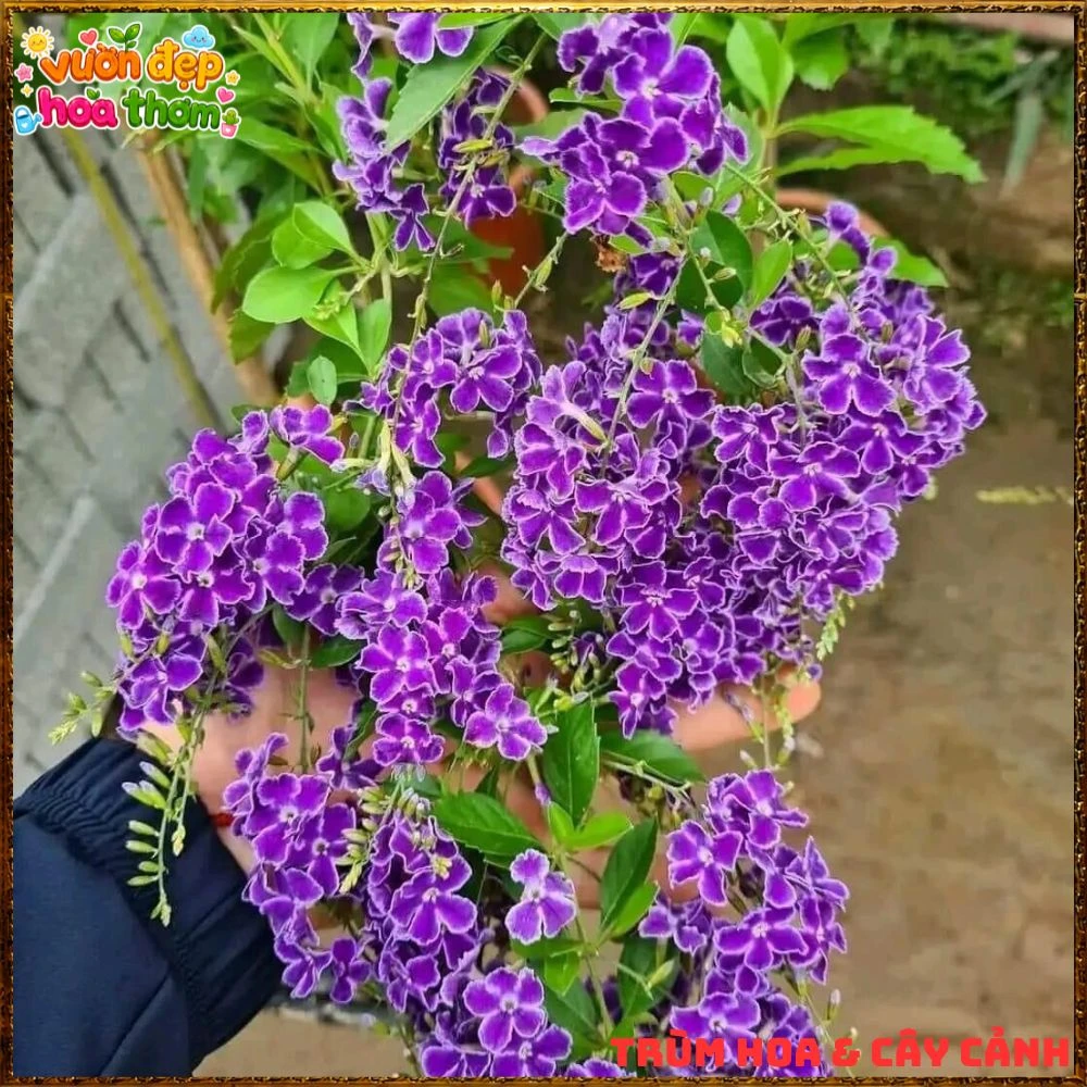 Chậu Hoa Chuỗi Ngọc Xanh Tím Chùm Nhiều Bông - Ảnh 6