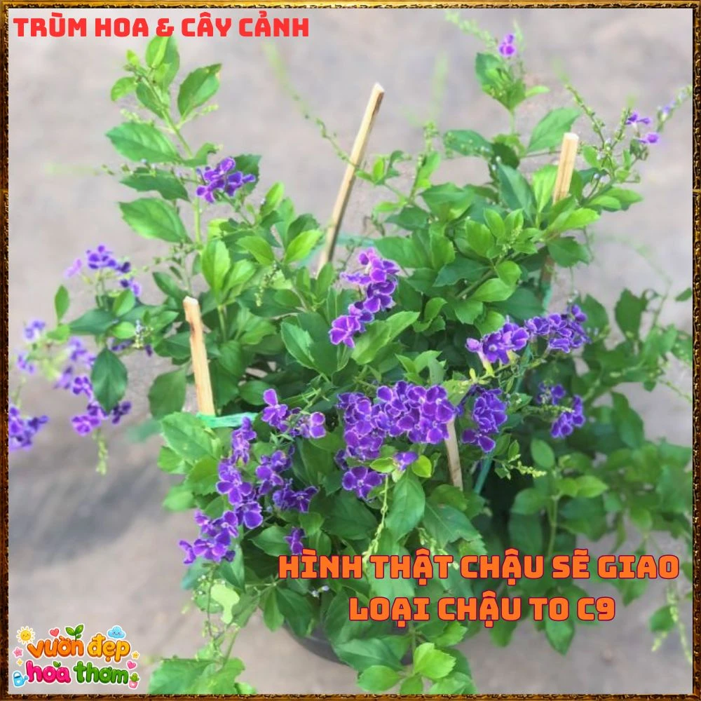 Chậu Hoa Chuỗi Ngọc Xanh Tím Chùm Nhiều Bông - Ảnh 10