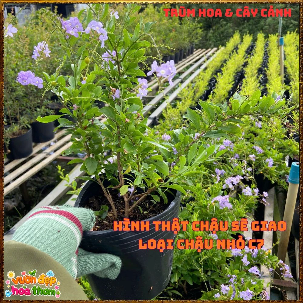 Chậu Hoa Chuỗi Ngọc Xanh Tím Chùm Nhiều Bông - Ảnh 11