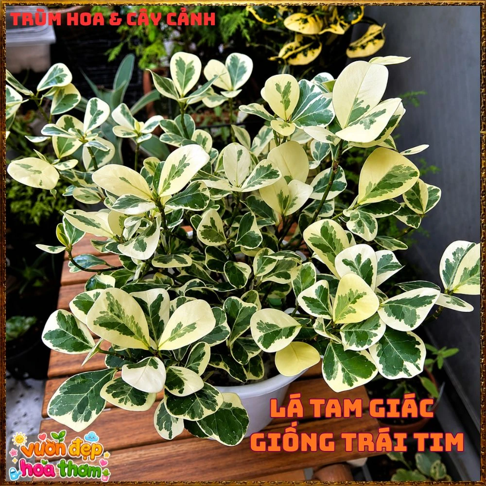 Cây Đa Tam Phúc Cẩm Thạch Lá Tim Dầy Vân Đẹp