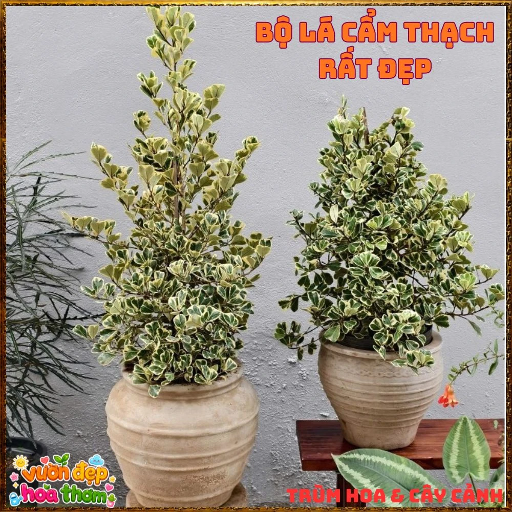 Cây Đa Tam Phúc Cẩm Thạch Lá Tim Dầy Vân Đẹp - Ảnh 4