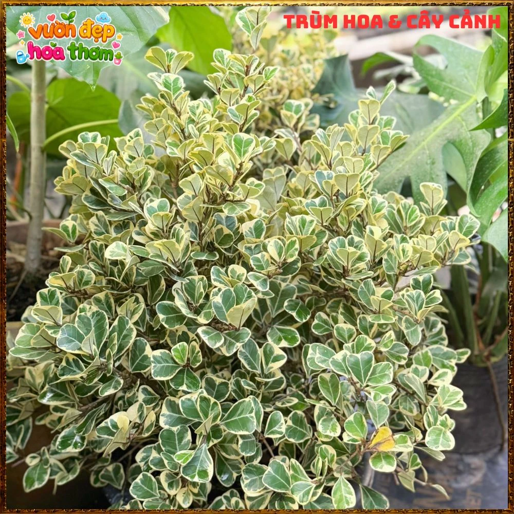 Cây Đa Tam Phúc Cẩm Thạch Lá Tim Dầy Vân Đẹp - Ảnh 6