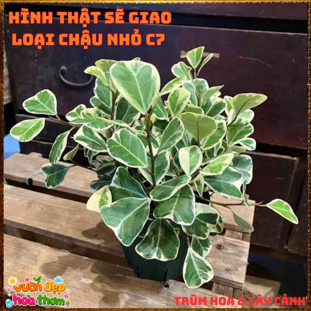 Cây Đa Tam Phúc Cẩm Thạch Lá Tim Dầy Vân Đẹp - Ảnh 8
