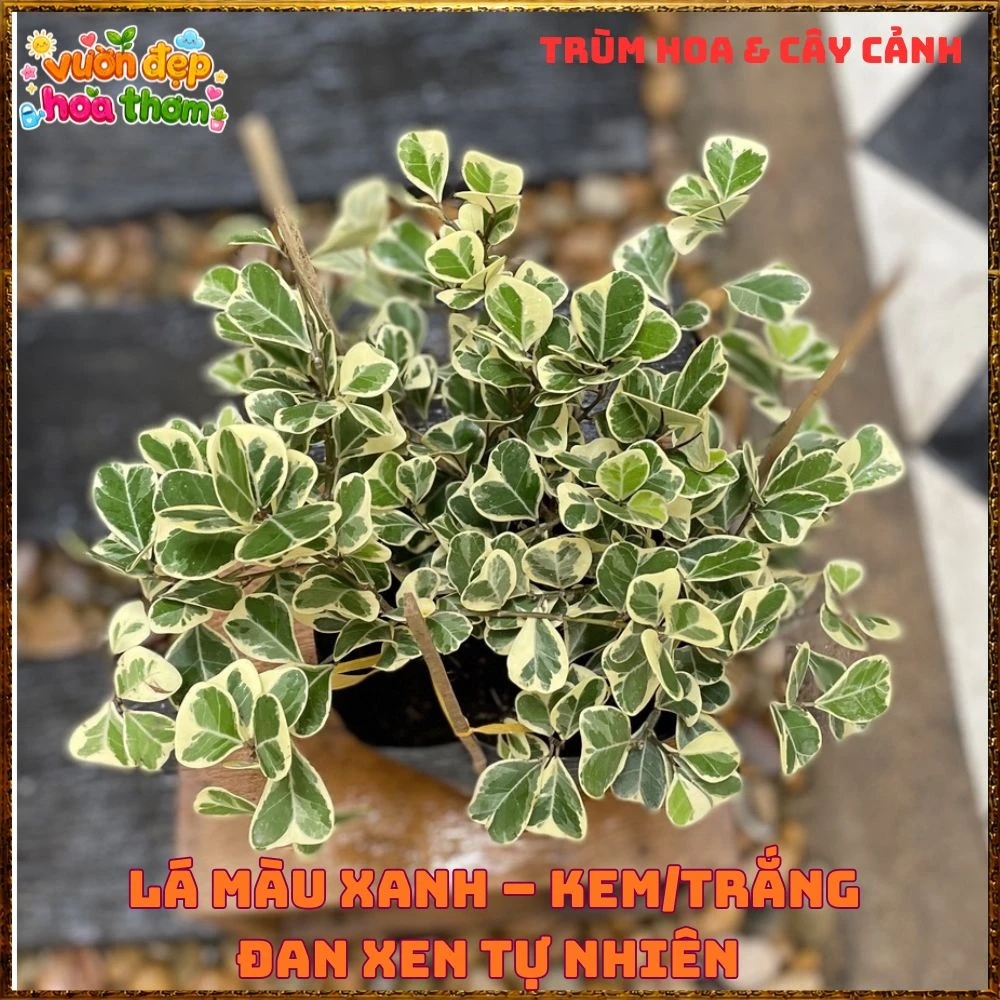 Cây Đa Tam Phúc Cẩm Thạch Lá Tim Dầy Vân Đẹp - Ảnh 11