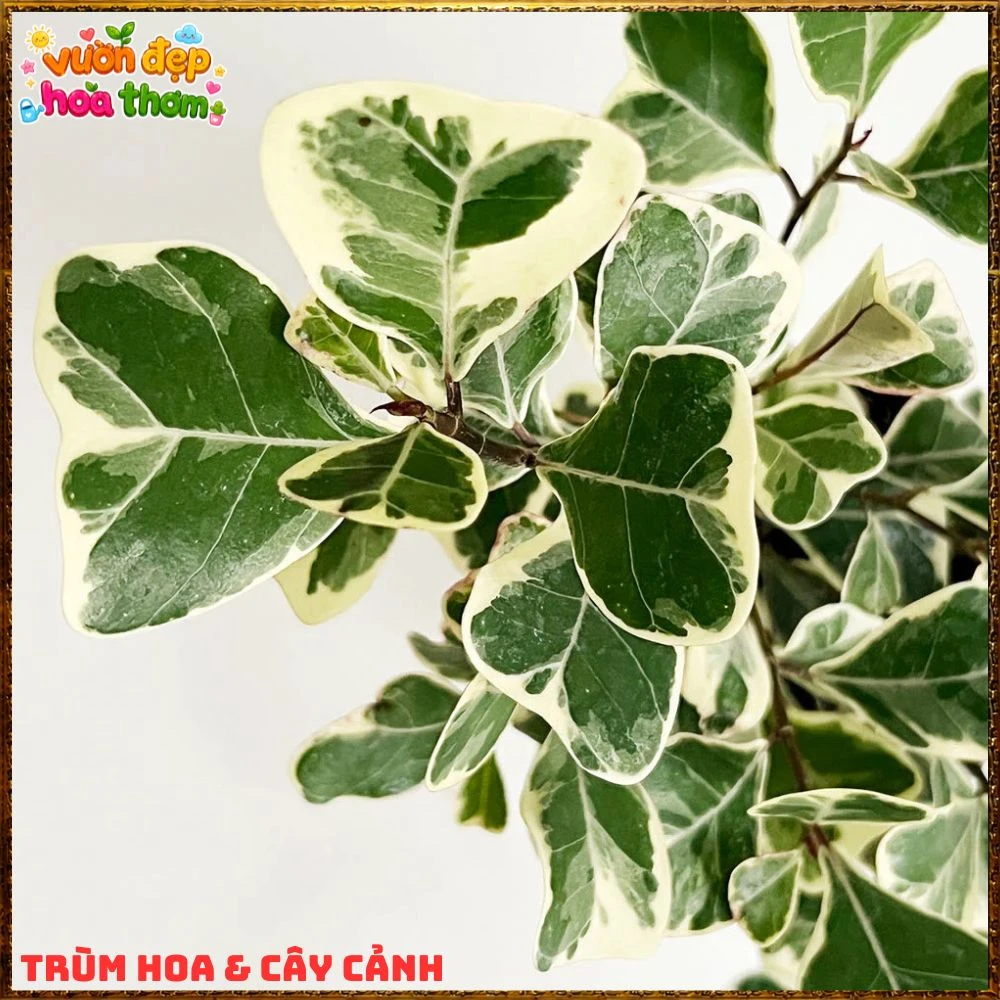 Cây Đa Tam Phúc Cẩm Thạch Lá Tim Dầy Vân Đẹp - Ảnh 12