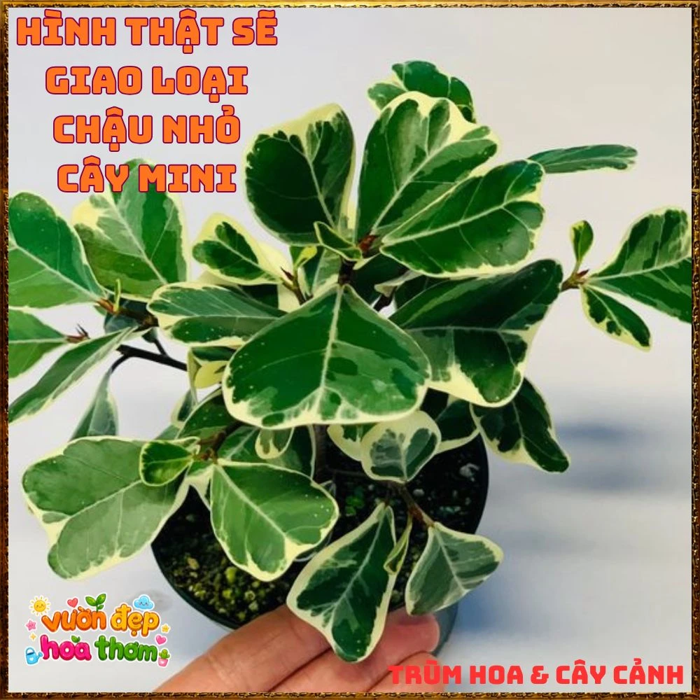 Cây Đa Tam Phúc Cẩm Thạch Lá Tim Dầy Vân Đẹp - Ảnh 14