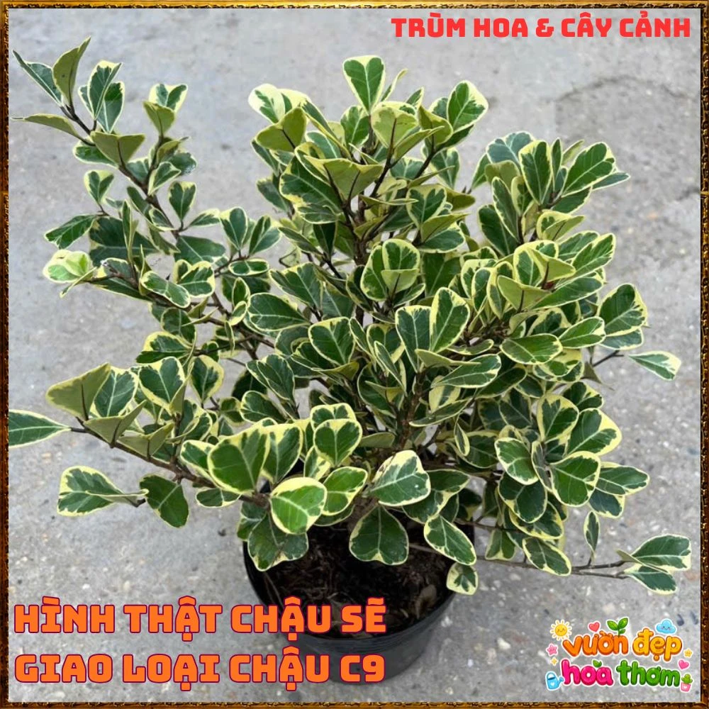 Cây Đa Tam Phúc Cẩm Thạch Lá Tim Dầy Vân Đẹp - Ảnh 15
