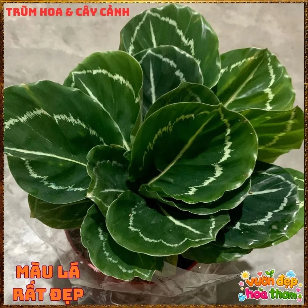 Cây Đuôi Công Xanh Lá Bóng - Ảnh 2