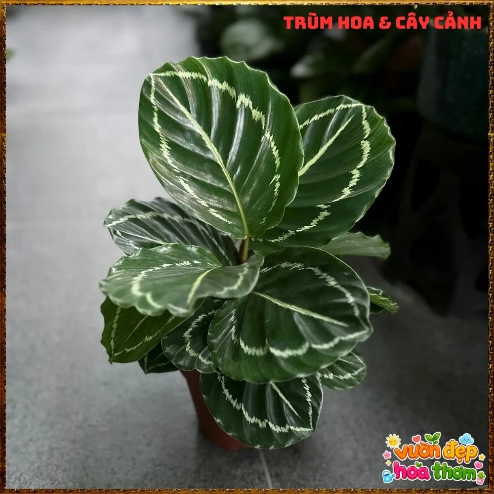 Cây Đuôi Công Xanh Lá Bóng - Ảnh 3