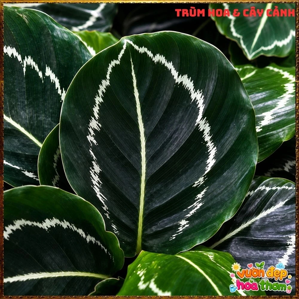 Cây Đuôi Công Xanh Lá Bóng - Ảnh 5