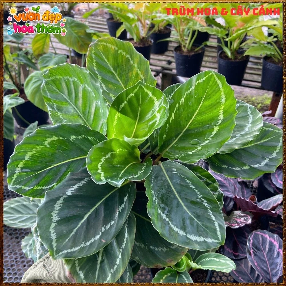 Cây Đuôi Công Xanh Lá Bóng - Ảnh 6