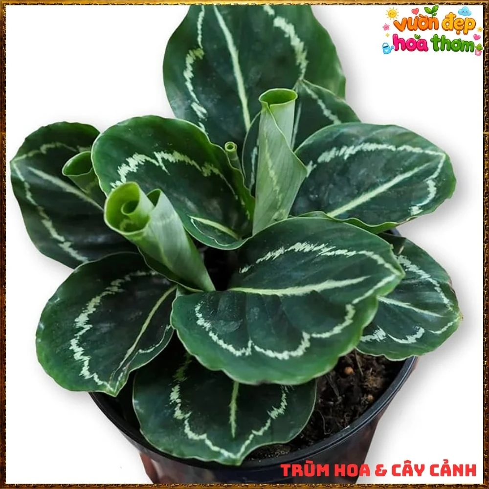 Cây Đuôi Công Xanh Lá Bóng - Ảnh 10