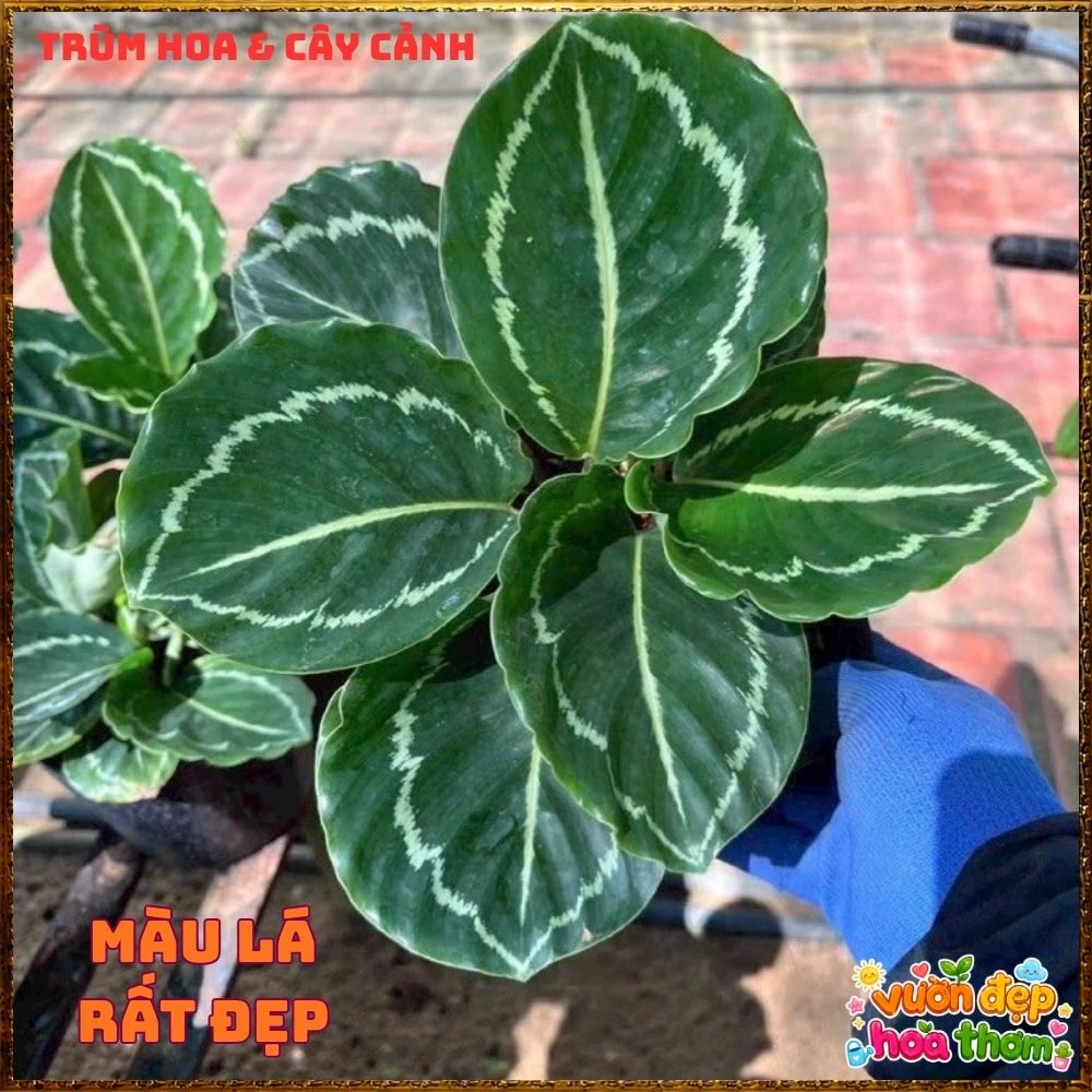 Cây Đuôi Công Xanh Lá Bóng - Ảnh 12
