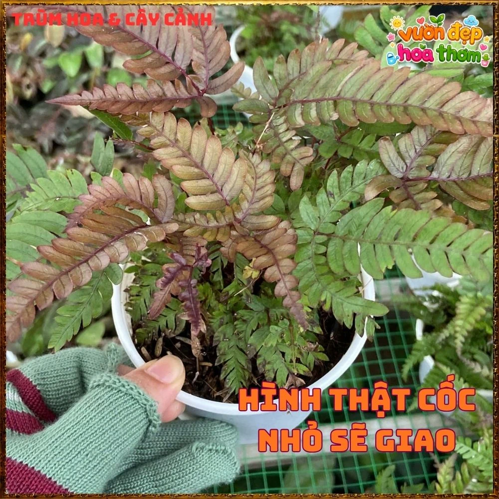 Cây Dương Xỉ Phượng Hoàng Lá Đỏ - Ảnh 2