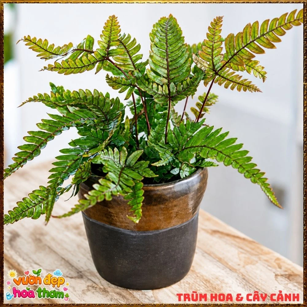Cây Dương Xỉ Phượng Hoàng Lá Đỏ - Ảnh 4