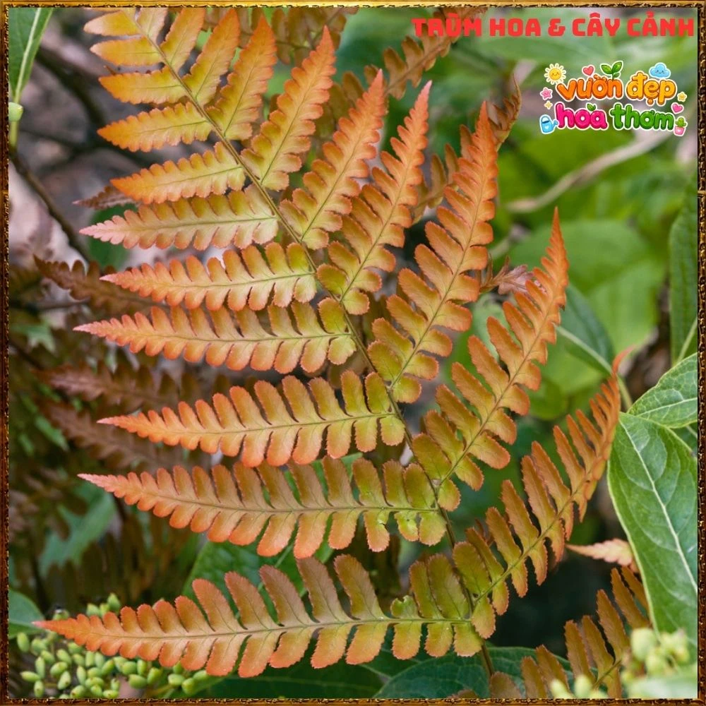 Cây Dương Xỉ Phượng Hoàng Lá Đỏ - Ảnh 6