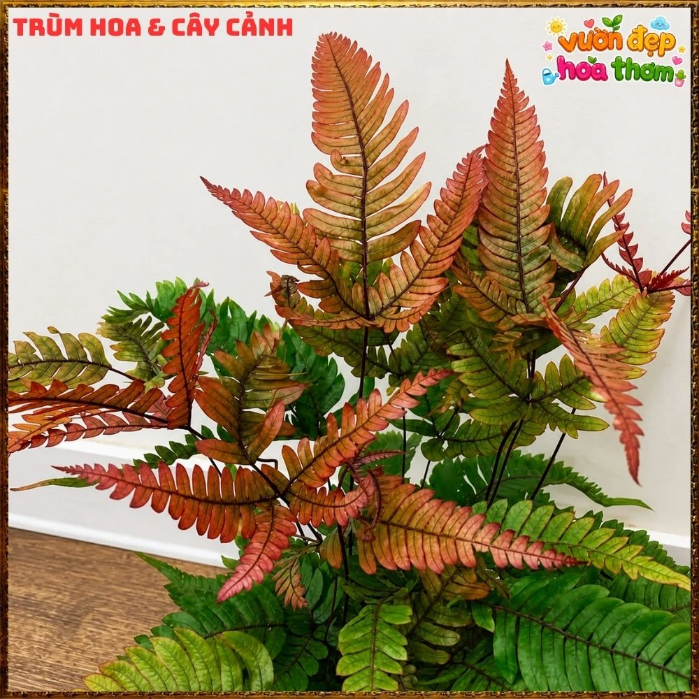 Cây Dương Xỉ Phượng Hoàng Lá Đỏ - Ảnh 7