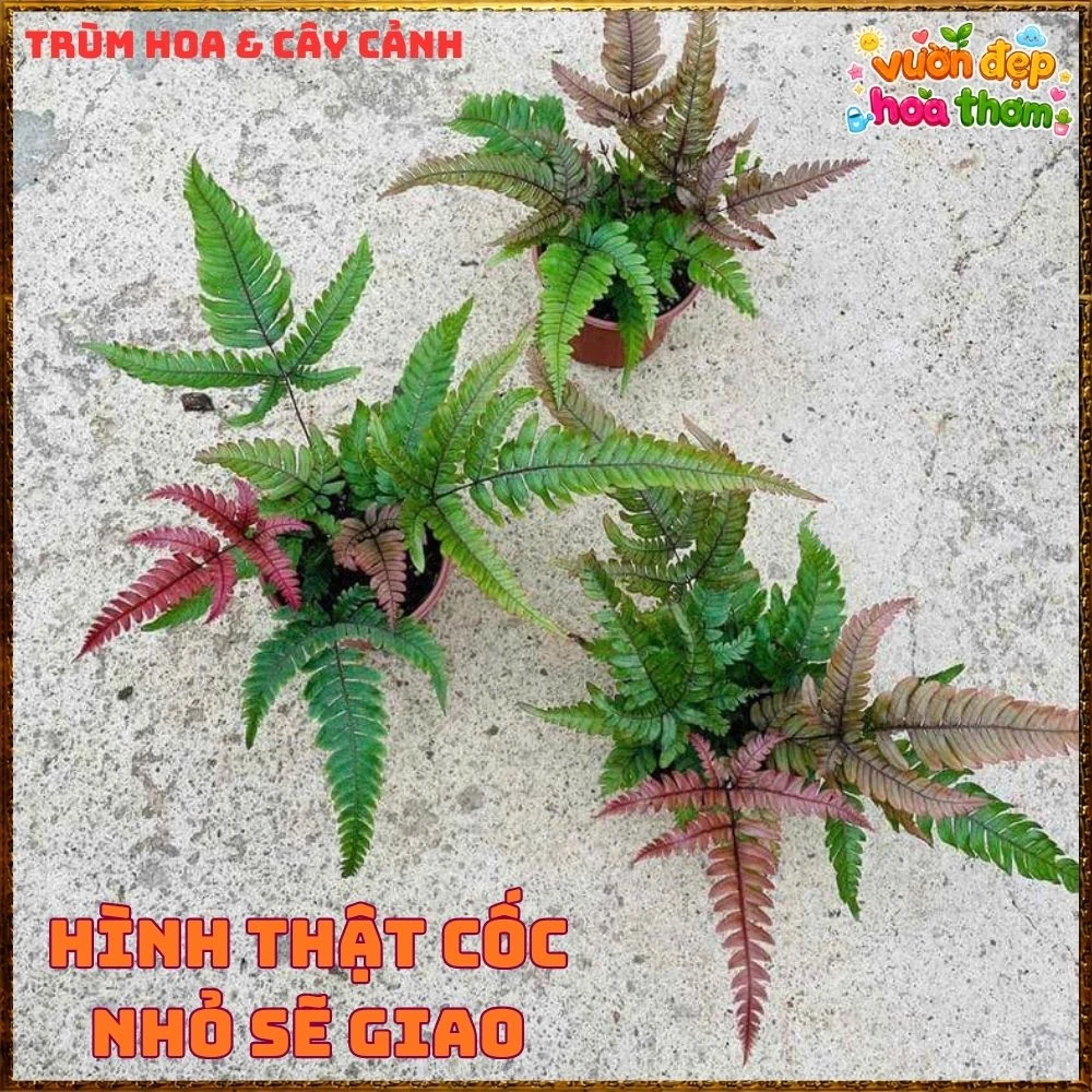 Cây Dương Xỉ Phượng Hoàng Lá Đỏ - Ảnh 9