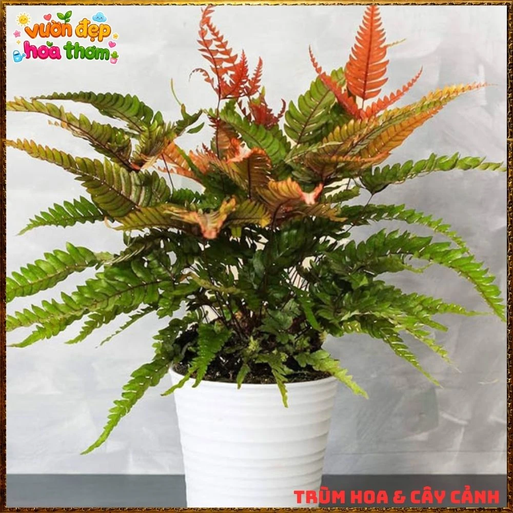 Cây Dương Xỉ Phượng Hoàng Lá Đỏ - Ảnh 13