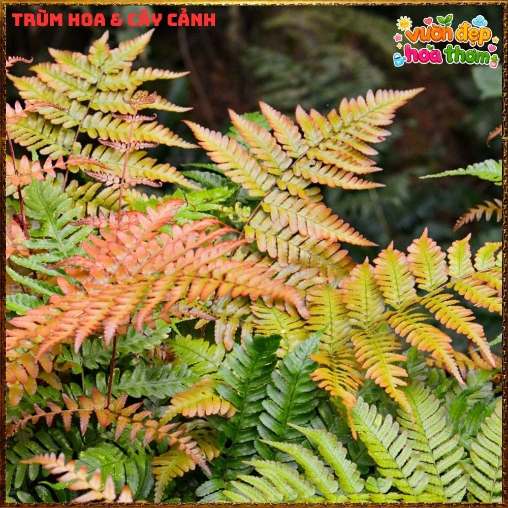 Cây Dương Xỉ Phượng Hoàng Lá Đỏ - Ảnh 14