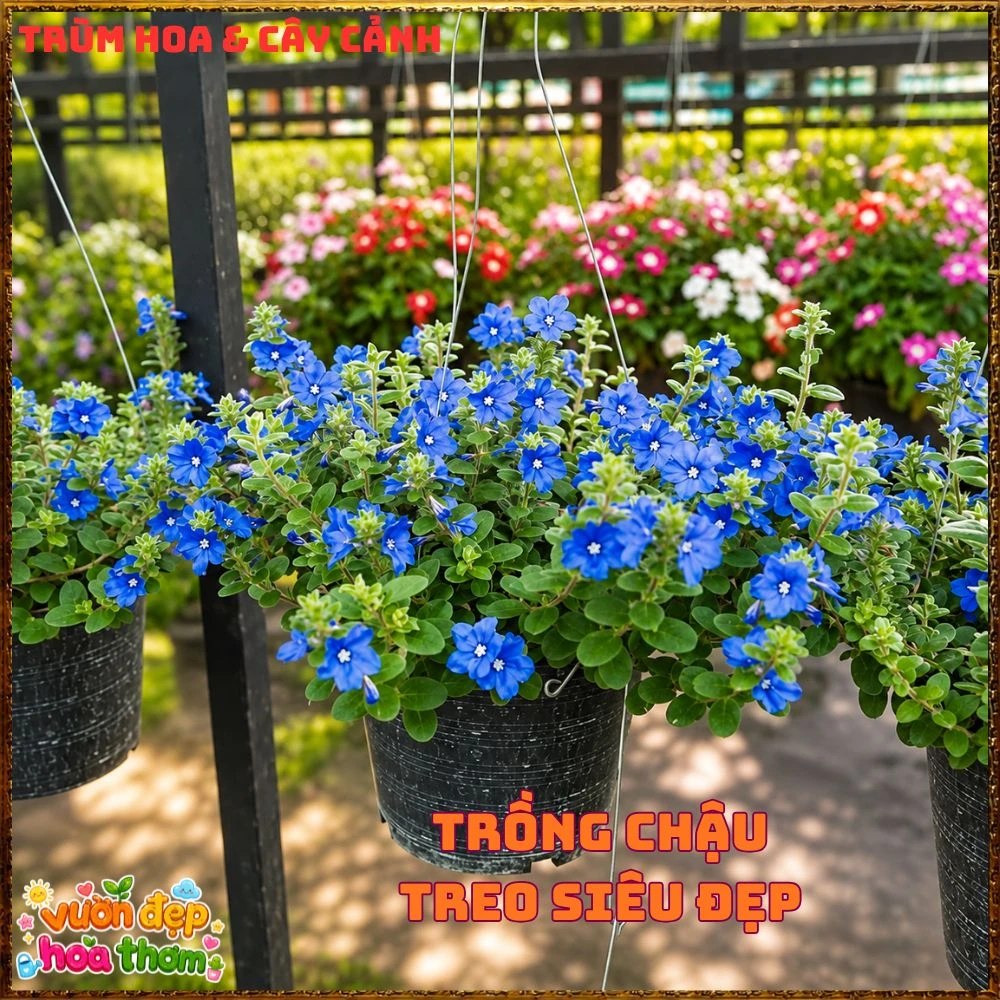 Chậu Hoa Thanh Tú Màu Xanh Lam Siêu Đẹp - Ảnh 10