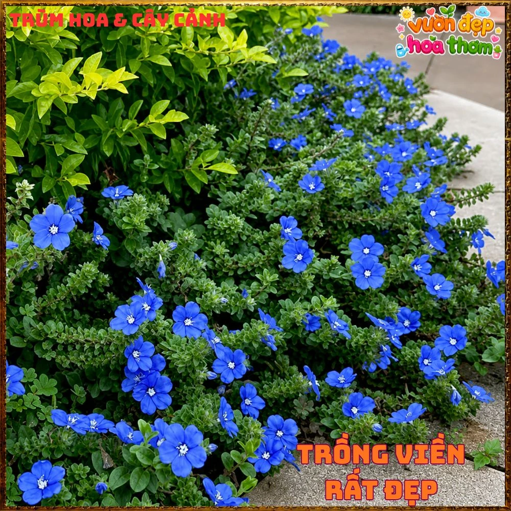 Chậu Hoa Thanh Tú Màu Xanh Lam Siêu Đẹp - Ảnh 12
