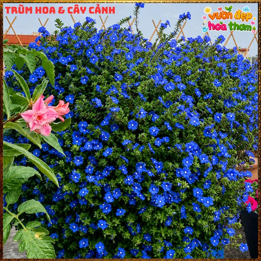 Chậu Hoa Thanh Tú Màu Xanh Lam Siêu Đẹp - Ảnh 13