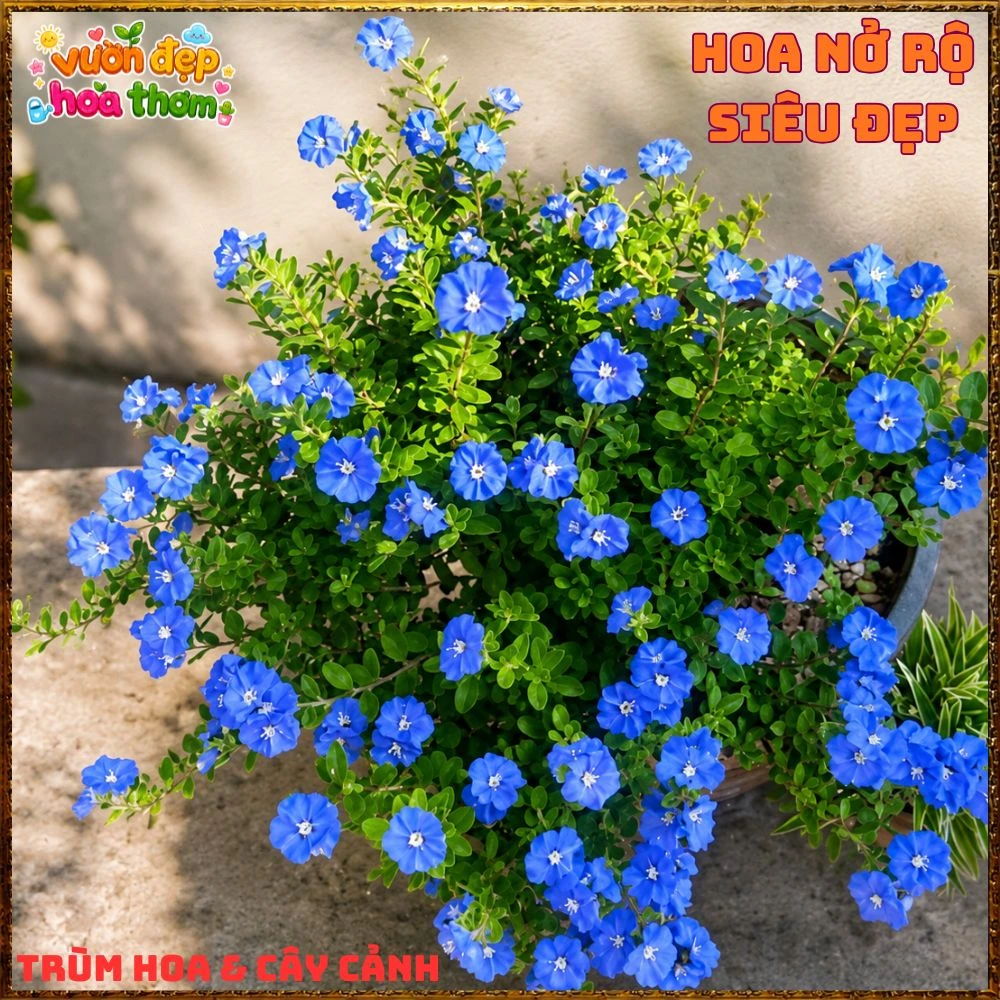 Chậu Hoa Thanh Tú Màu Xanh Lam Siêu Đẹp - Ảnh 16